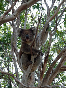 Koala - Australie